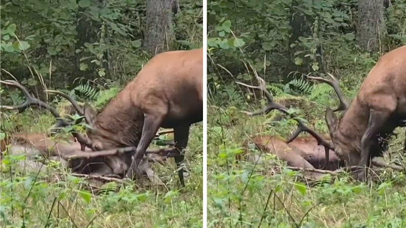 Watch: Red Stag Repeatedly Gores Rival in Deadly Fight