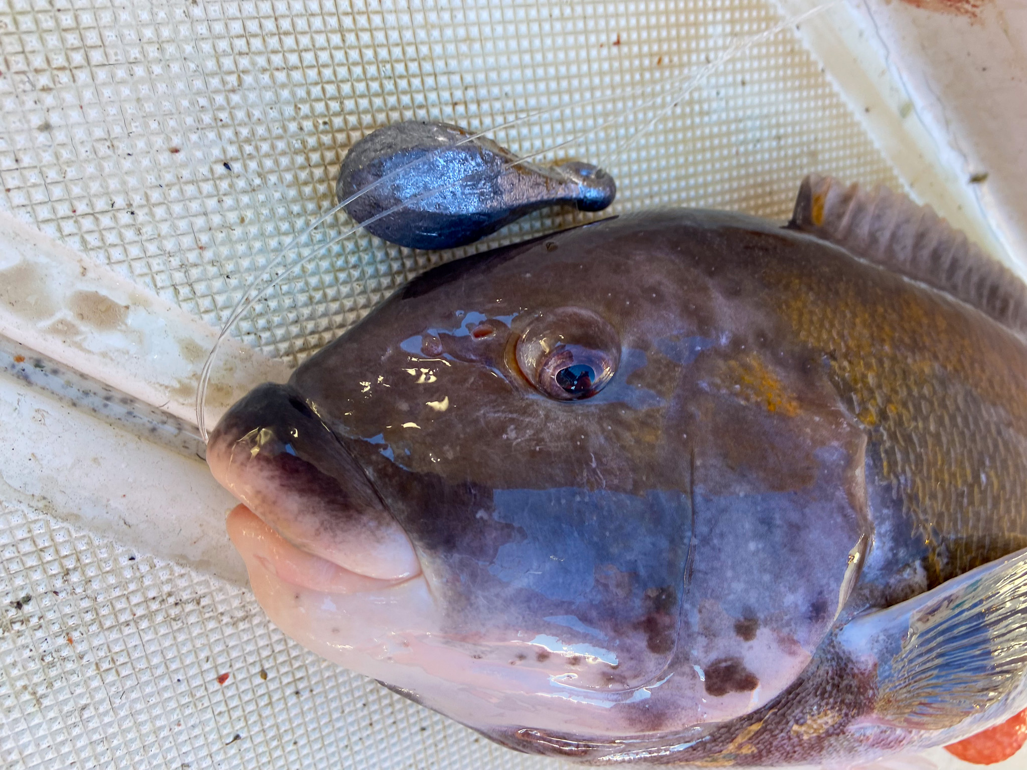 A tautog is difficult to stick with a hook because of its mouth structure.