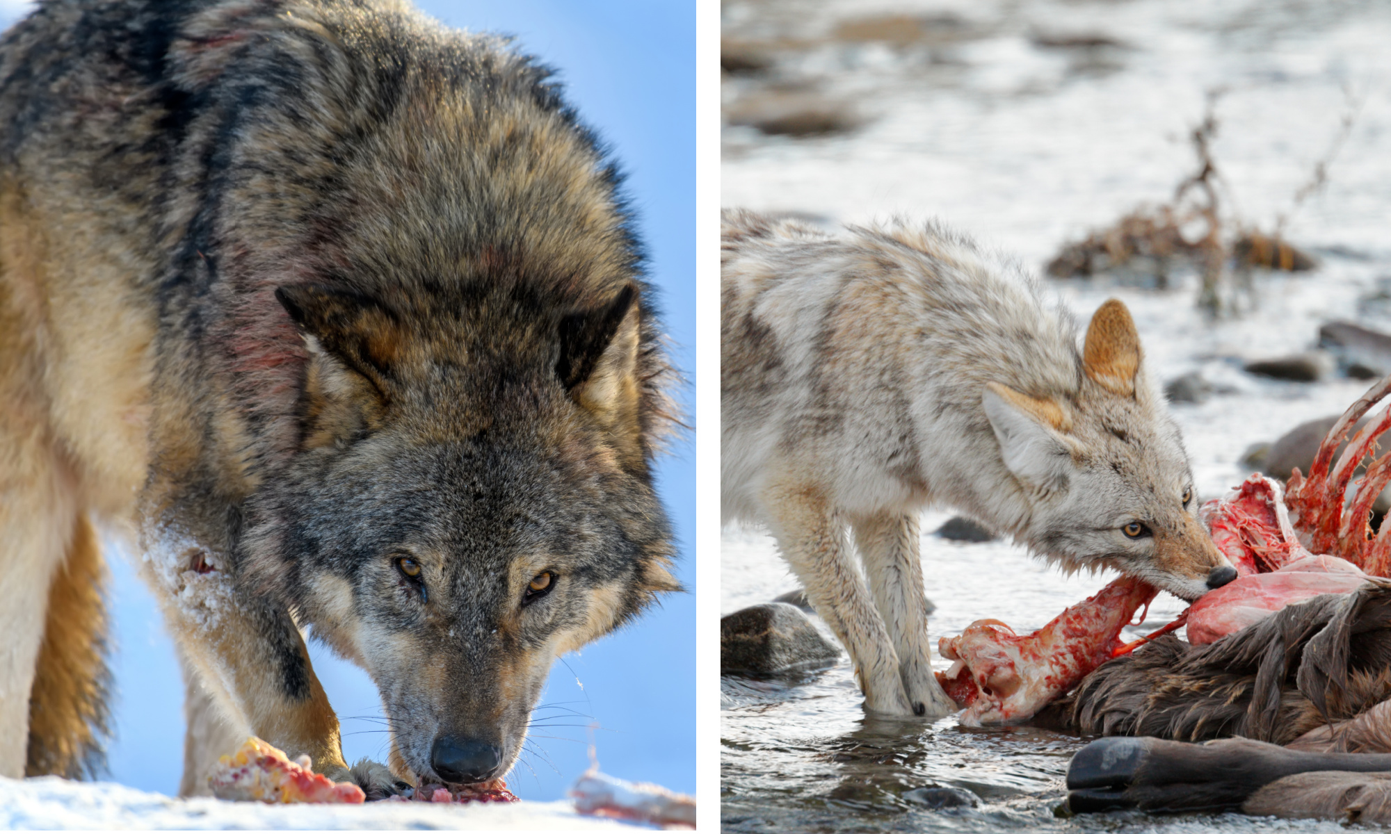 wolf eating vs. coyote eating