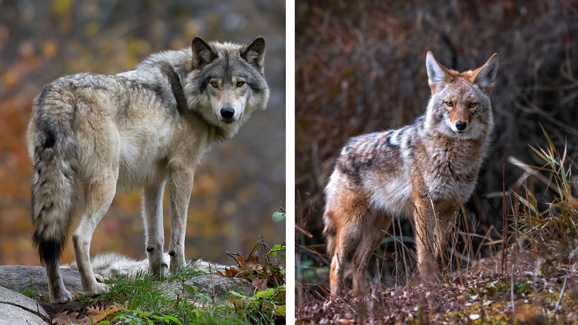 wolf vs. coyote