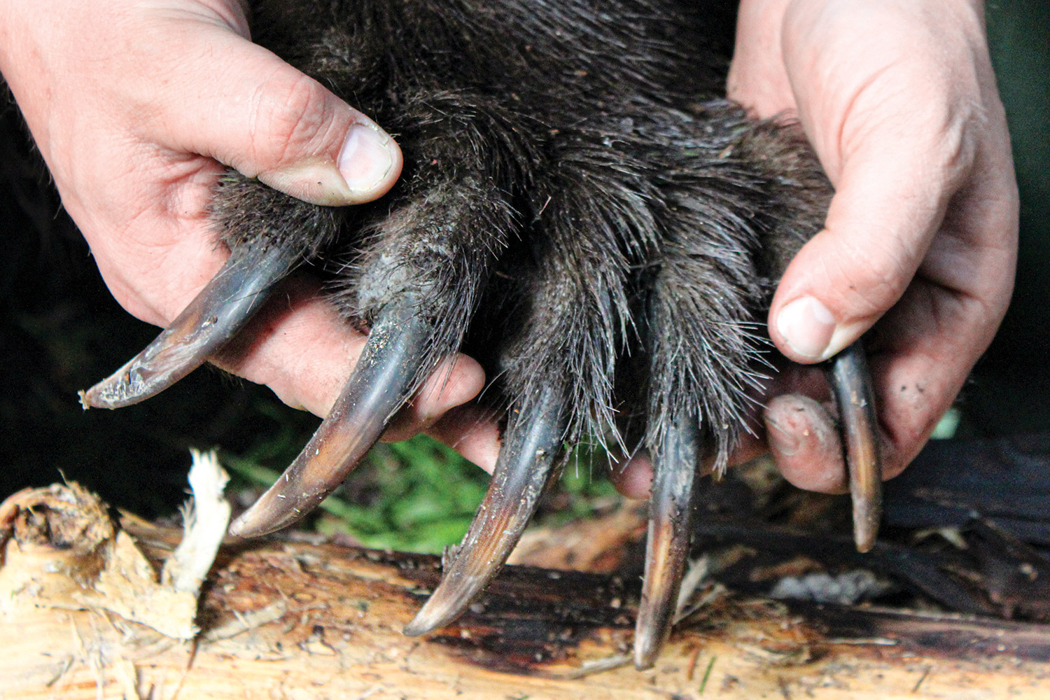 close-up of grizzy bear's claws