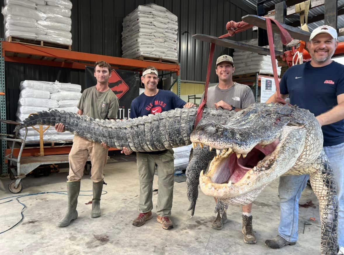 Hunters Catch Mississippi State Record Alligator After 7-Hour