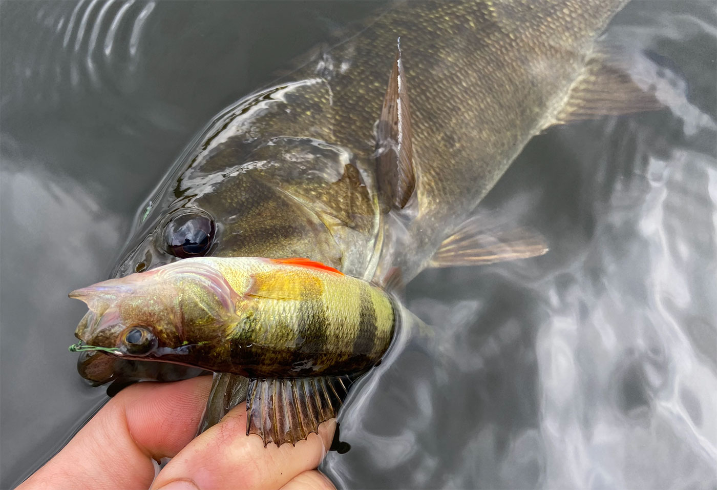 6 Fishing Rules That Are Commonly (and U