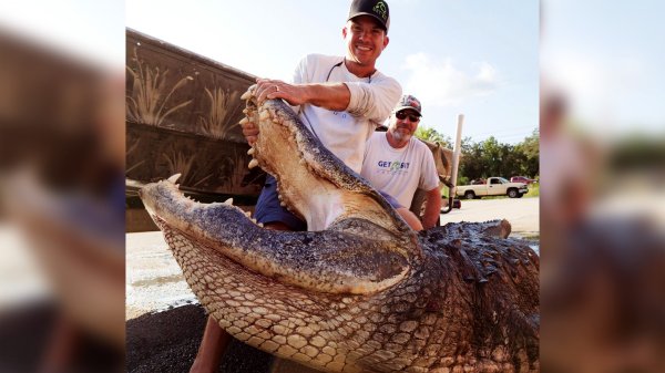 This 900-Pound Gator Is the Second-Heaviest Ever Harvested in Florida