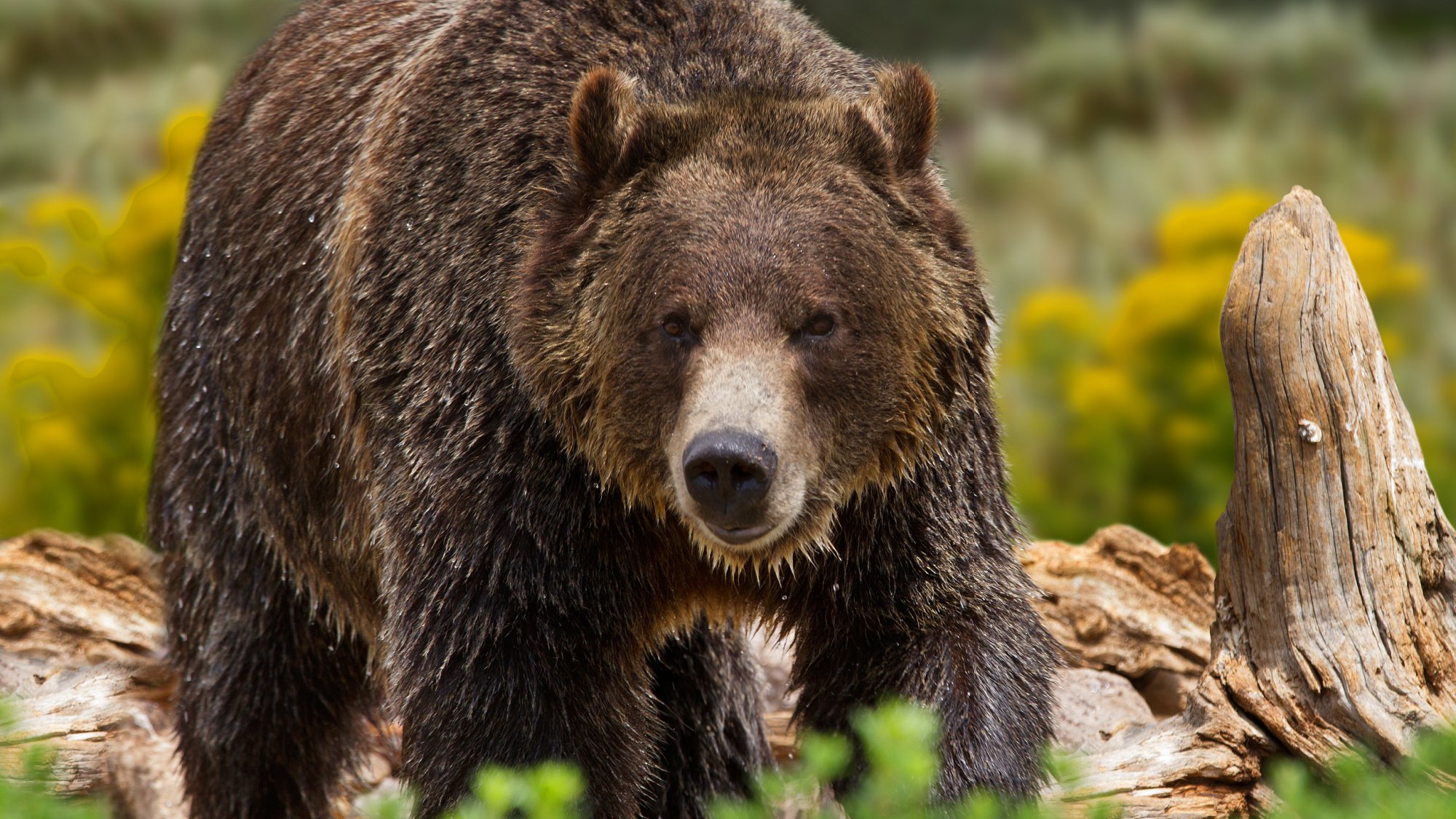 An adult grizzly bear in yellowstone.