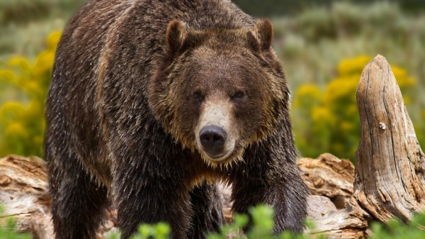 Fisherman Shoots and Kills Grizzly Bear in Self-Defense Near Yellowstone