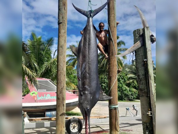 Solo Angler Breaks Cook Islands Fishing Record with a Blue Marlin Over 1,000 Pounds