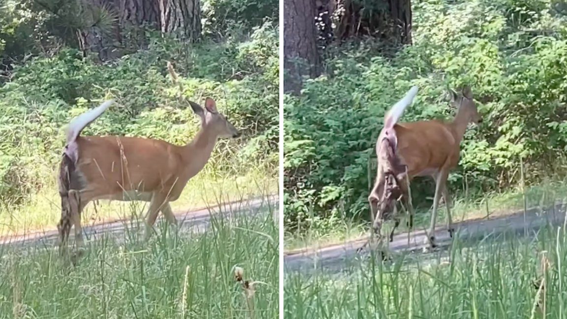 doe with fetus hanging from birth canal