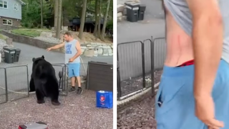 Watch: Man Calmly Ushers Giant Black Bear Off Patio, Gets Swatted