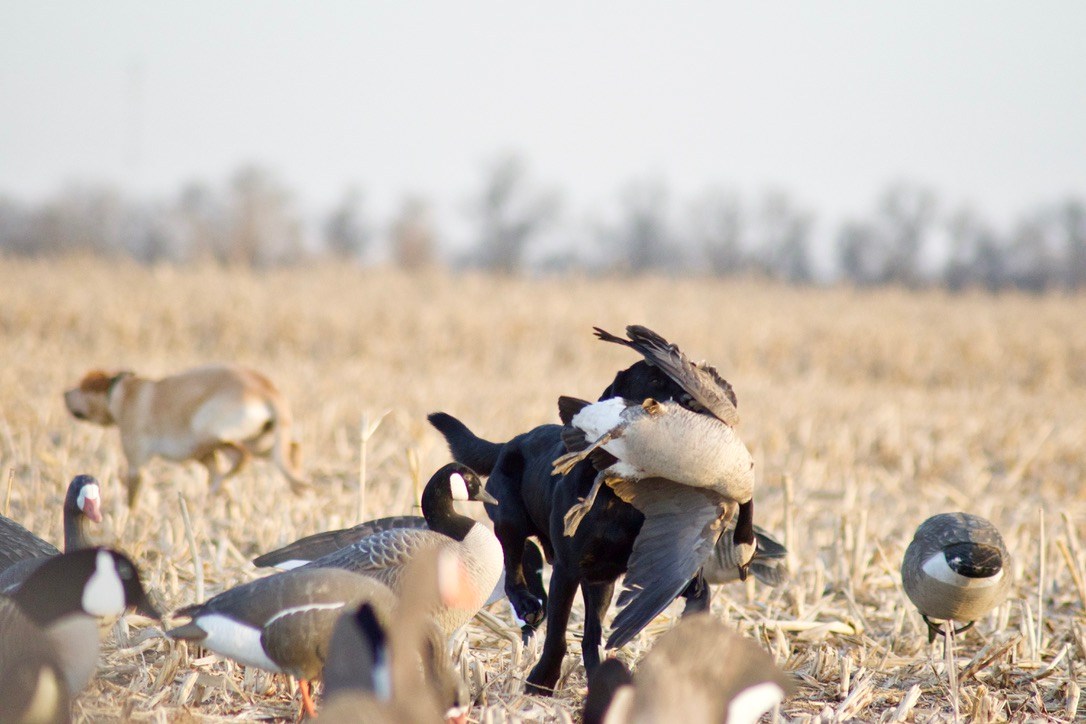 Goose Snatching Goose Hunting Tips and Tactics | Outdoor Life