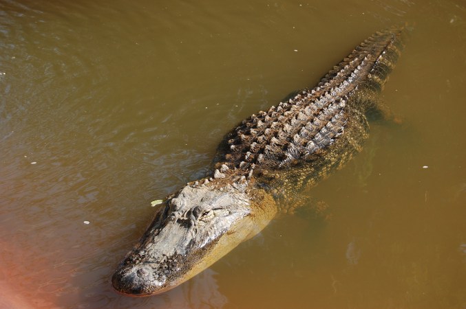 3-Legged Gator a Foot Short of Setting Mississippi Alligator Record