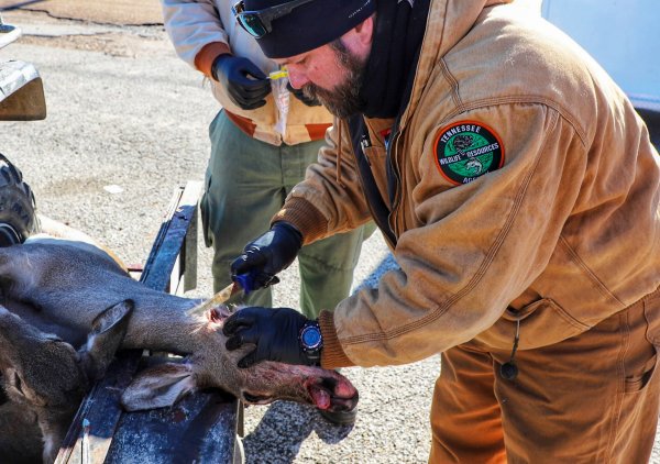 Deer Biologist Accuses Tennessee Wildlife Agency of Intentionally Overestimating Chronic Wasting Disease Cases