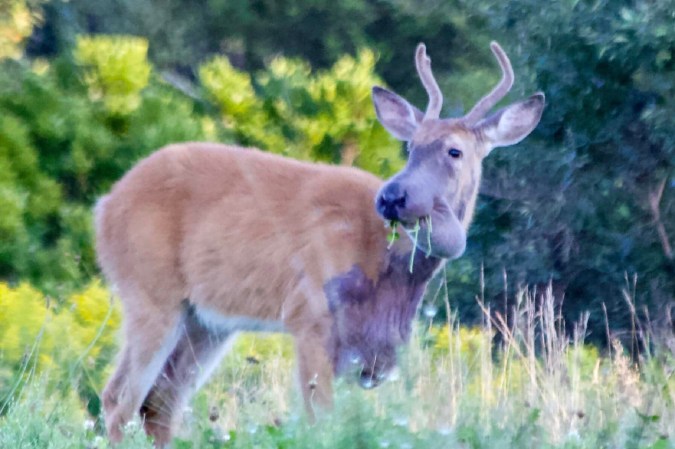 9 Deer Diseases Every Hunter Should Know