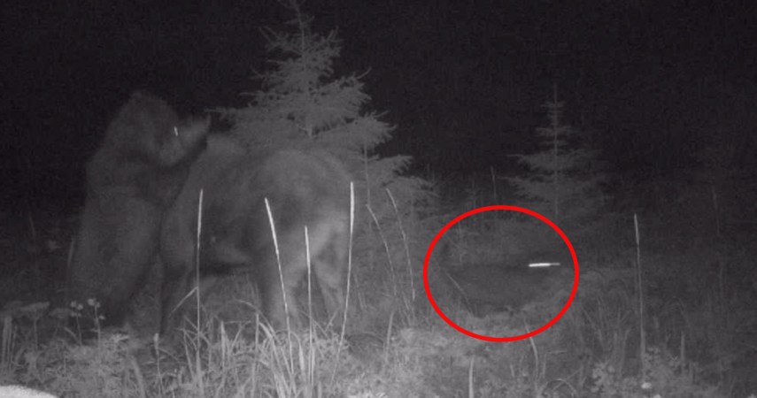 Watch: Rare Trail Camera Footage Shows Brown Bear and Wolf Hunting...Together?