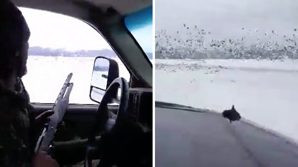 Watch: World Champion Goose Caller Sent to Prison After This Video of Flock-Shooting Snow Geese from Truck