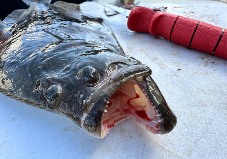 How to Fillet a Fish | Outdoor Life