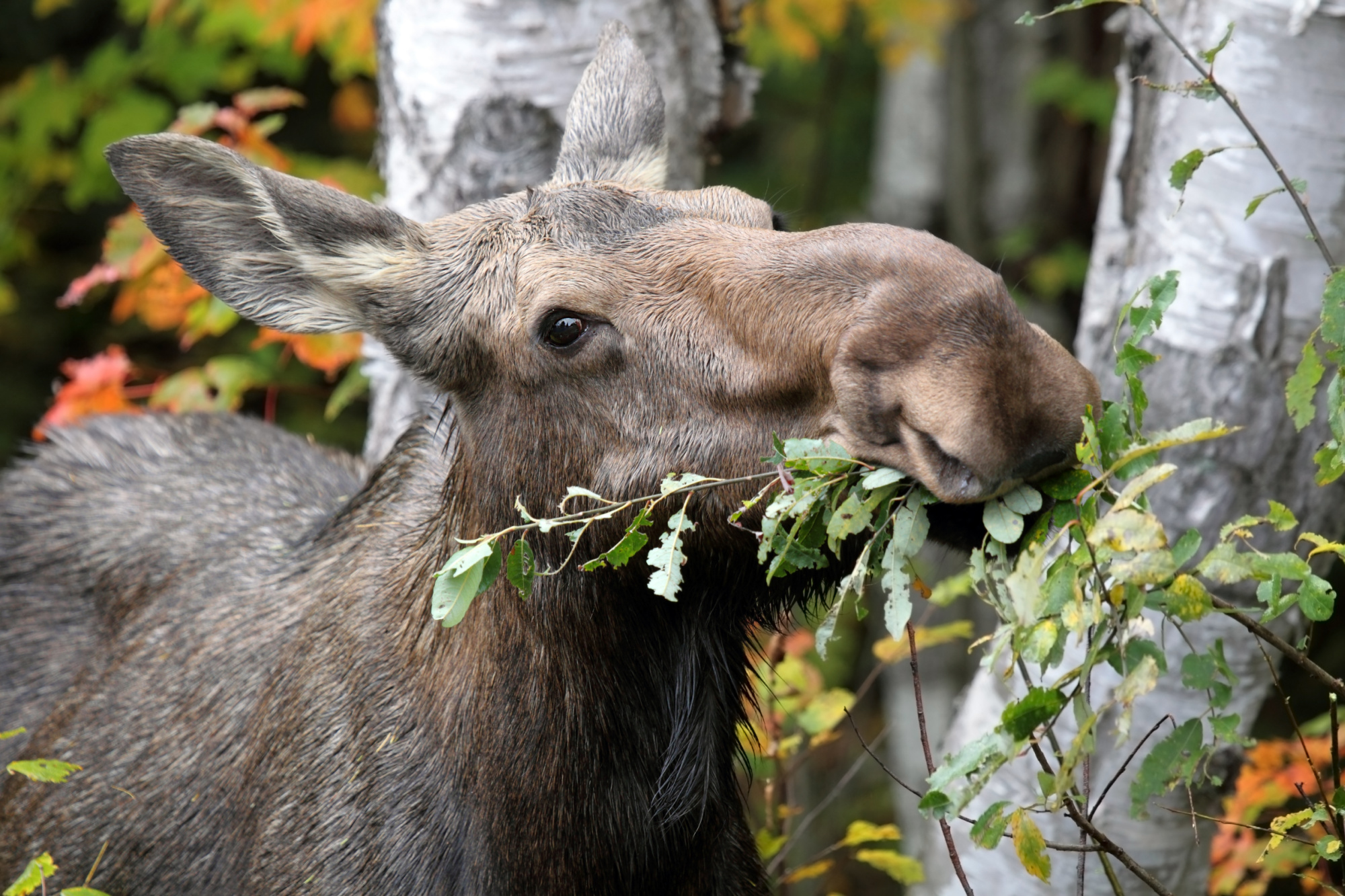 moose eating branches