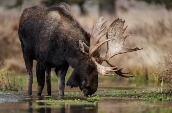 What Do Moose Eat?