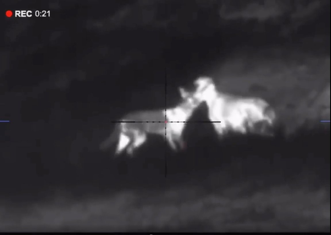 video coyote sharpshooter