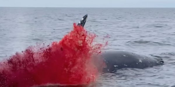 Watch: Dead Whale Explodes in a Shower of Blood and Guts