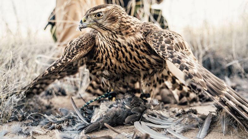 goshawk with quail prey