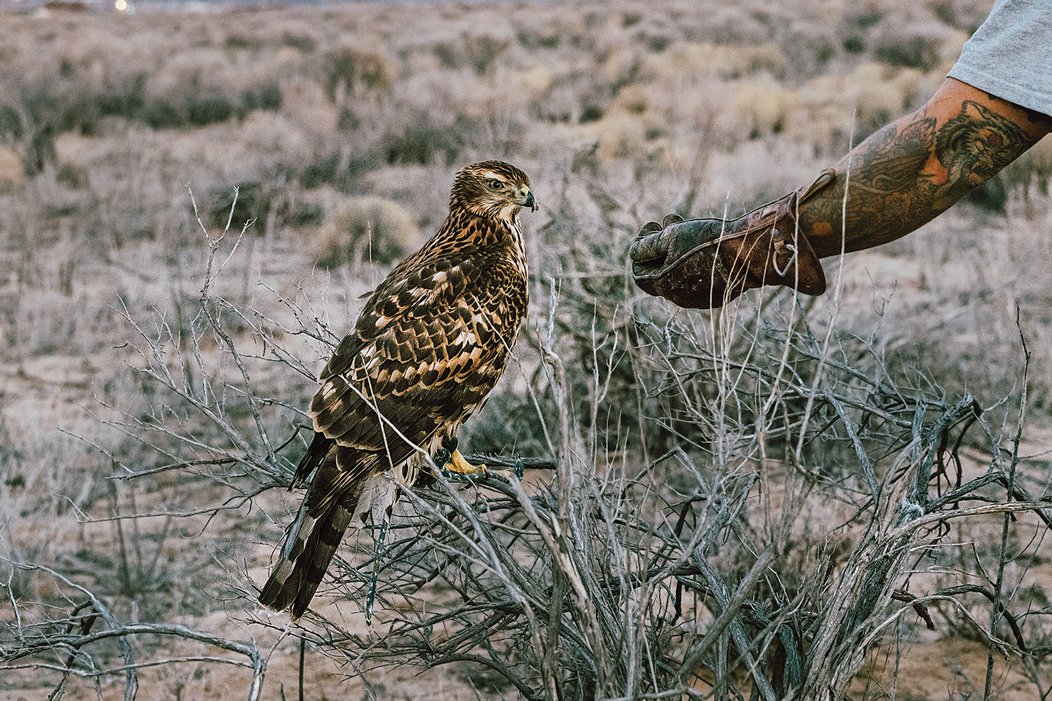 falconer reaches out to goshawk perched on dry desert scrub