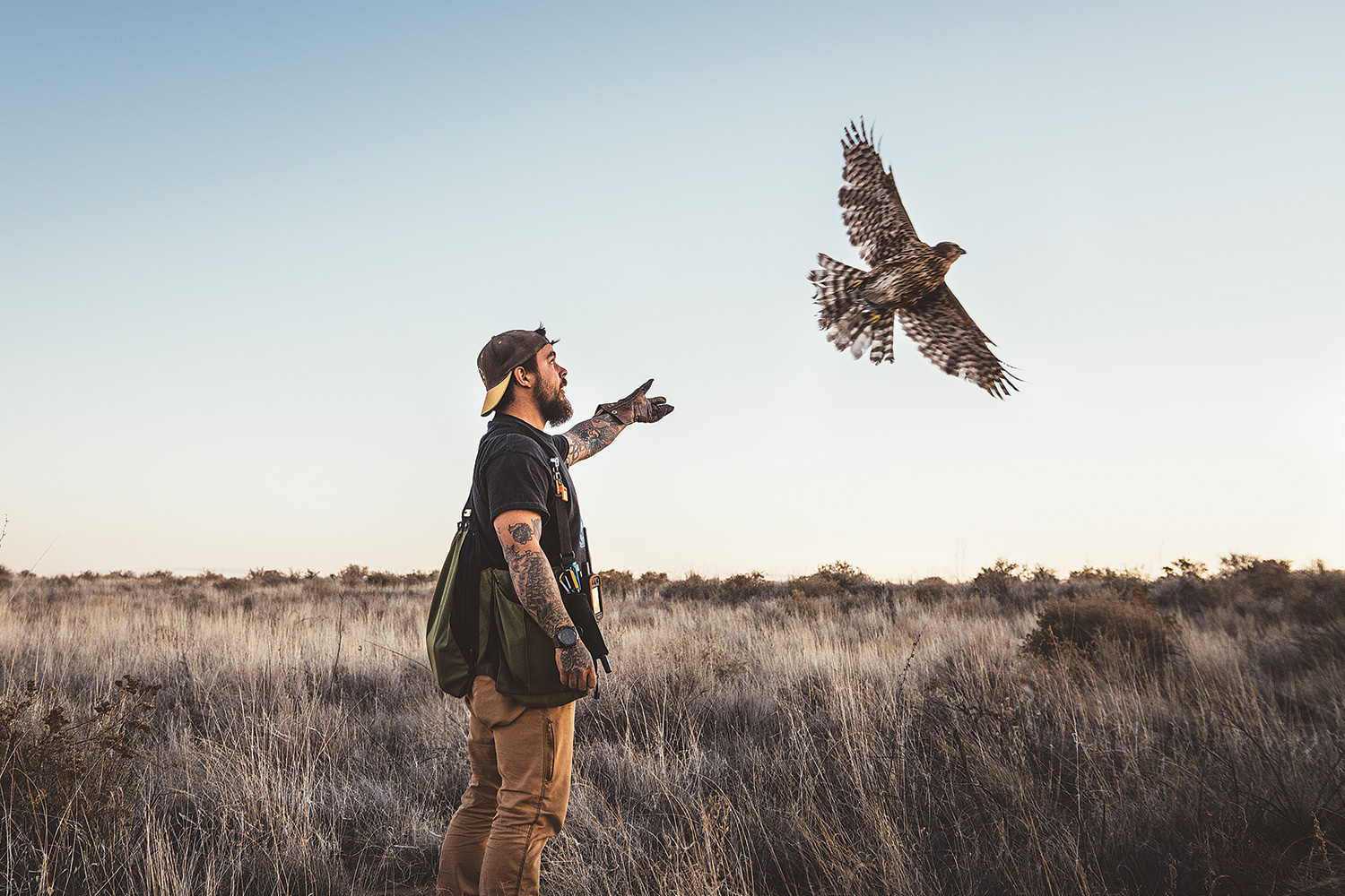falconer releases goshawk into the air in dry grassland