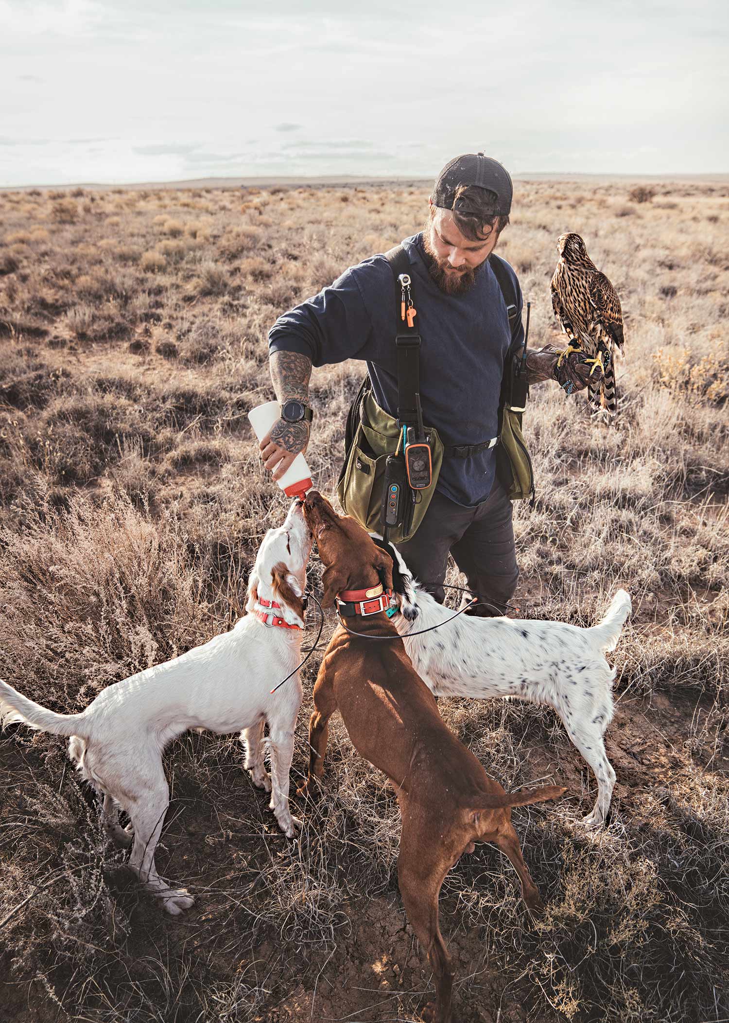 falconer with goshawn on glove offers water in a bottle to three dogs