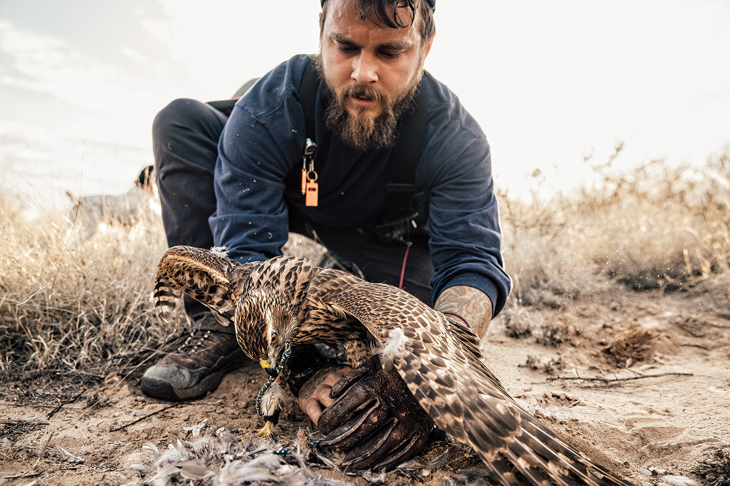falconer reaches under goshawk that's killed a quail