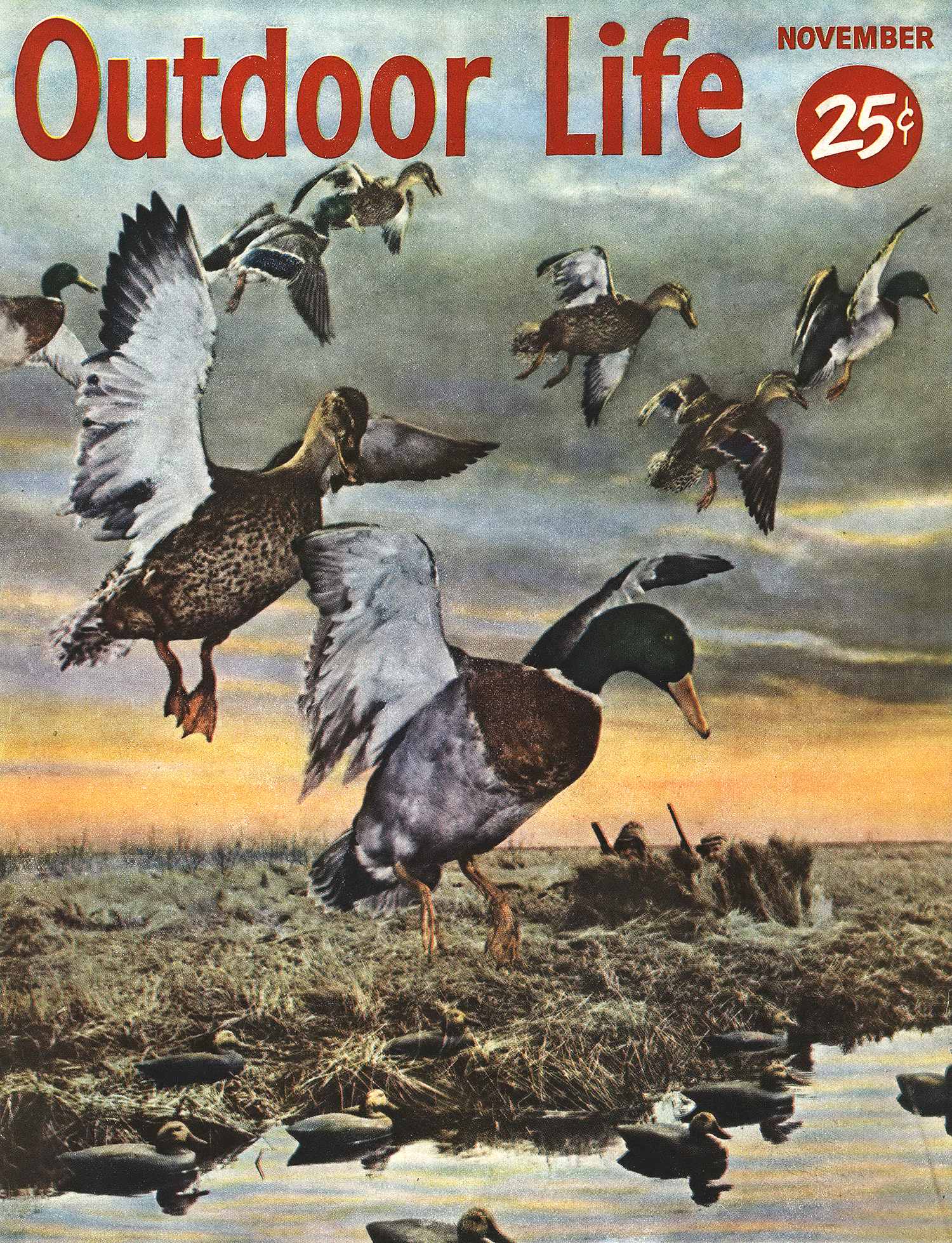 Outdoor Life cover with mallards coming in to land, November 1953