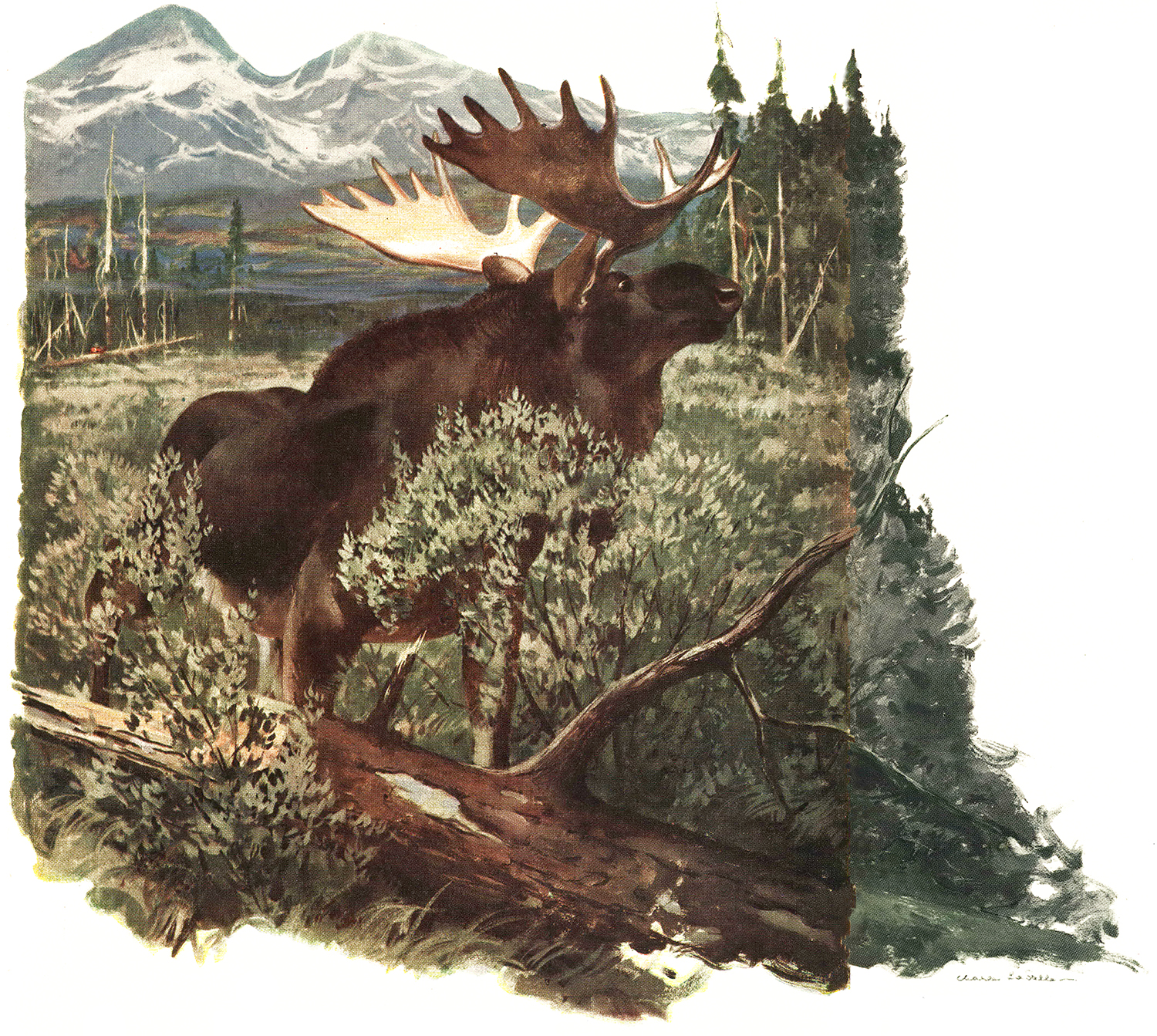 original magazine illustration of moose in shrubs with mountains behind him