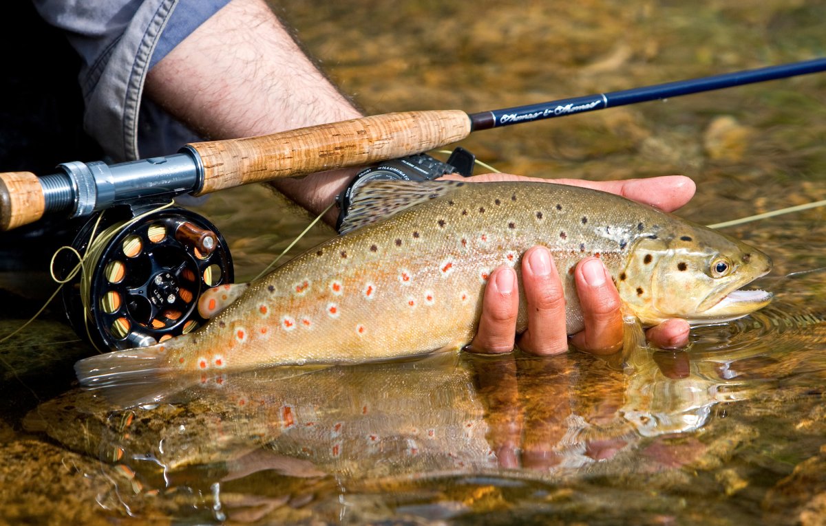 趣味・スポーツ・実用 The Way of a Trout with a Fly redwood_fly_fishing_5.jpeg?