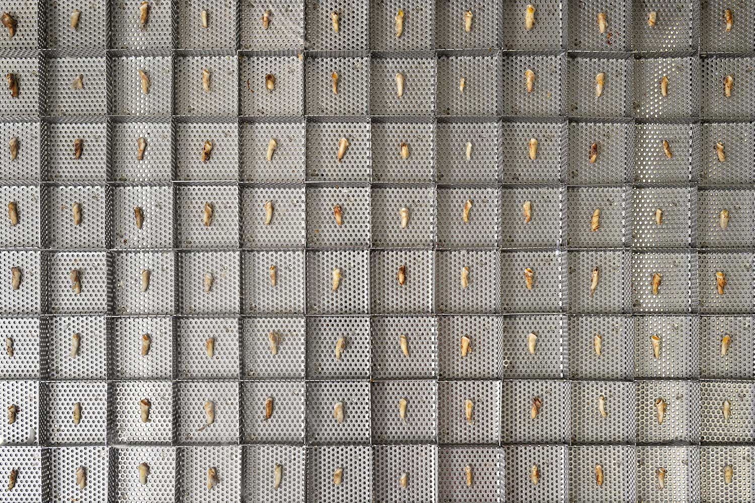 animal teeth arranged on a metal tray for cleaning