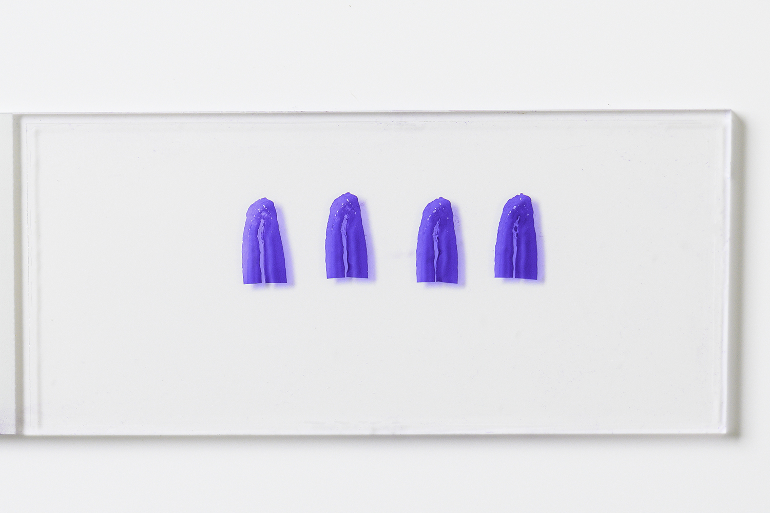 tooth cross sections on a slide appear vivid purple after staining is done