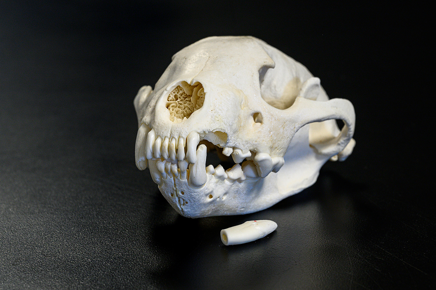 wolverine skull with one tooth removed