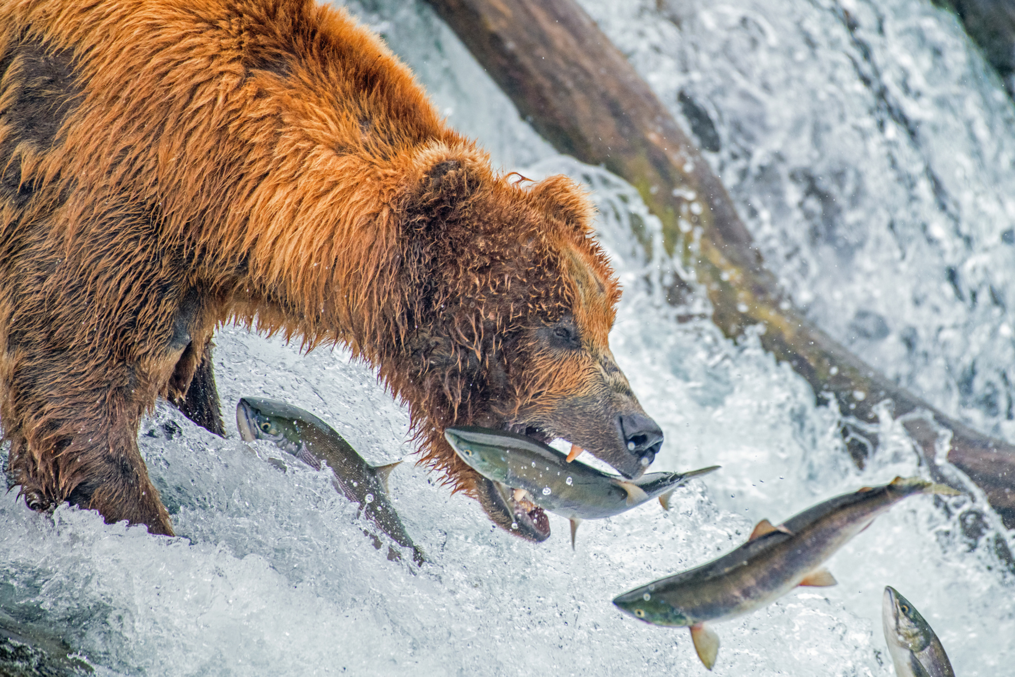 grizzly bear catching fish