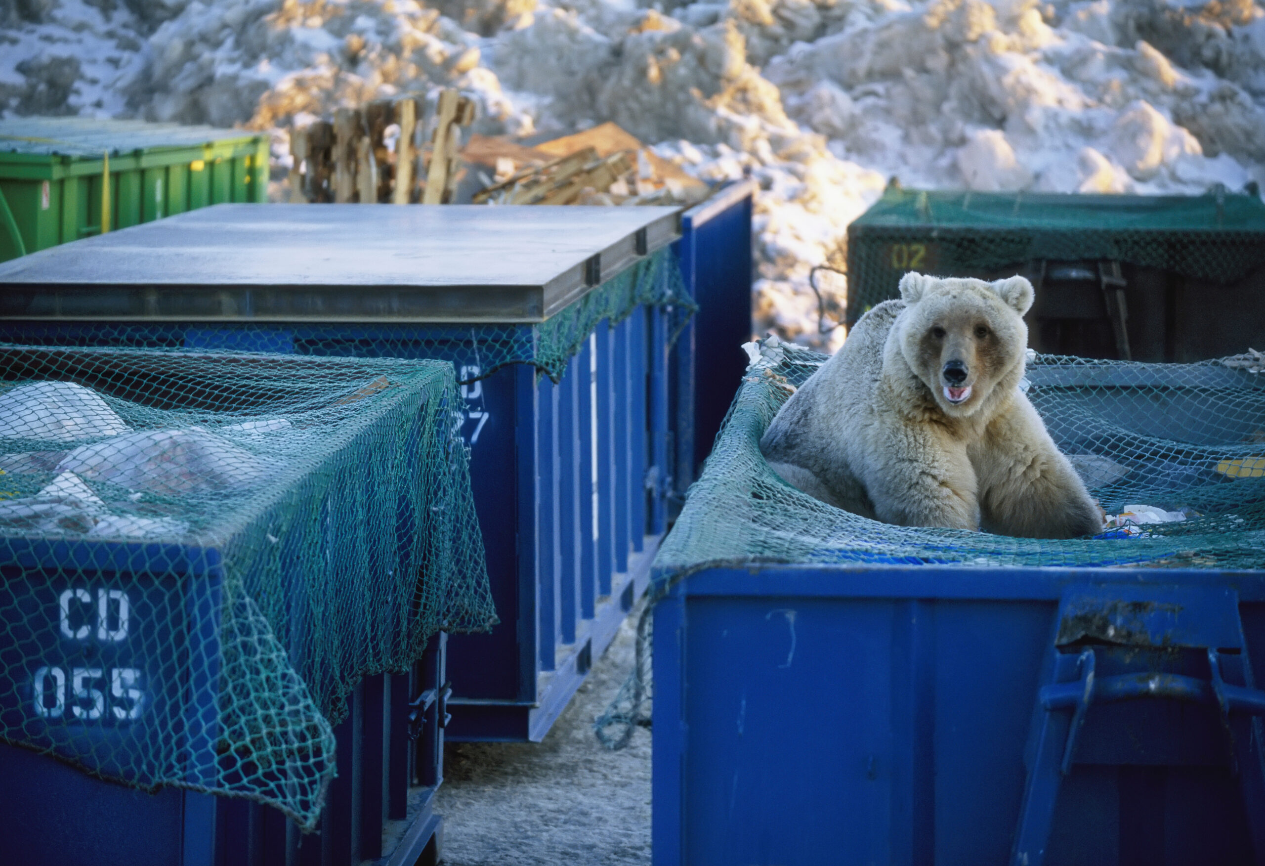 blond grizzly bear in dumpster