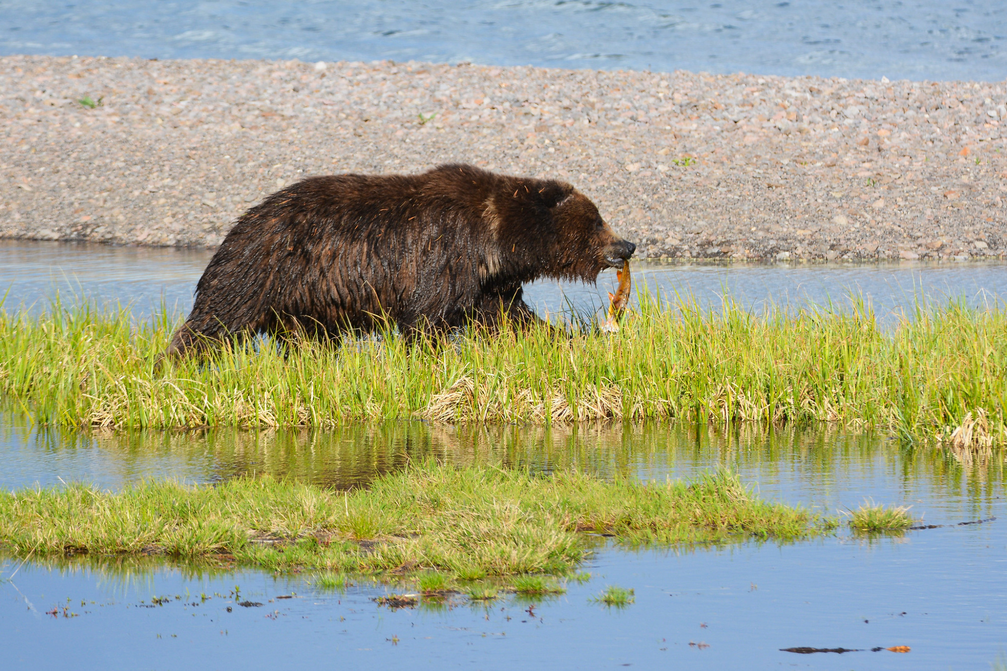 grizzly bear eating trout