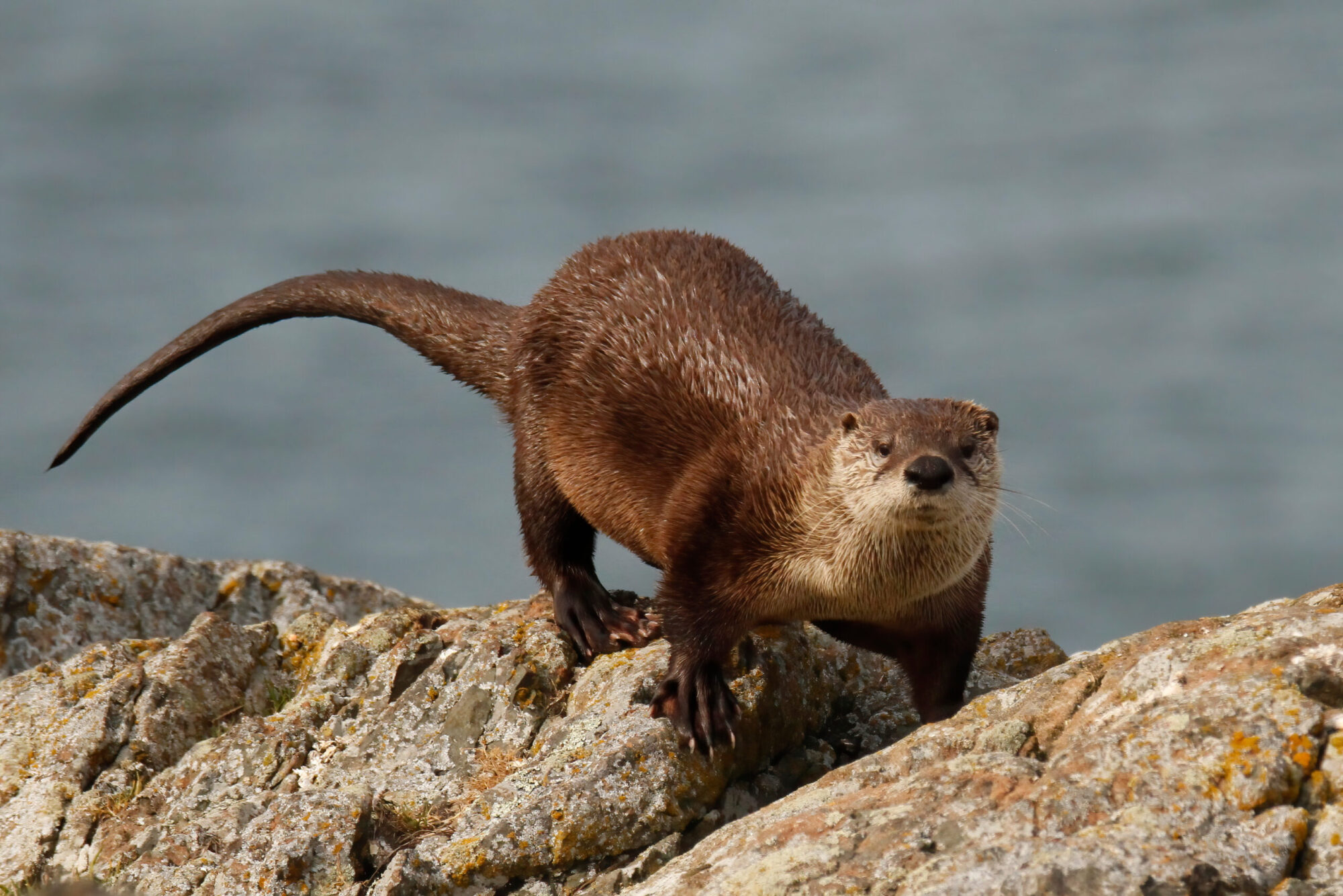 Florida Man Suffers 41 Wounds During Rabid River Otter Attack | Outdoor