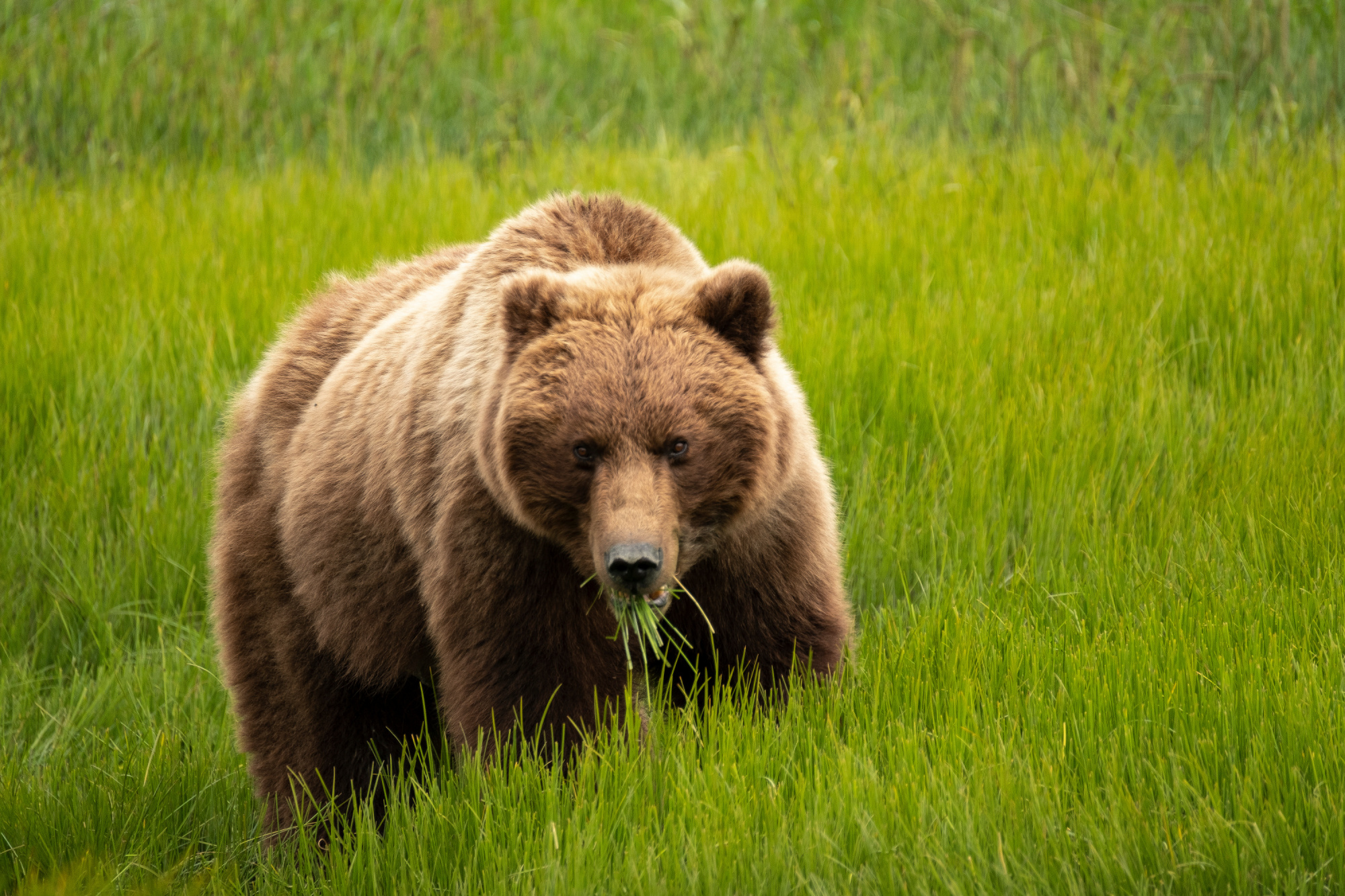 grizzly bear eating grass