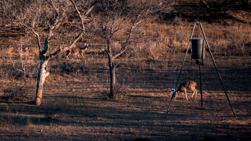 Kansas Lawmakers Threaten to Strip $1 Million in Wildlife Funding if Agency Bans Deer Baiting