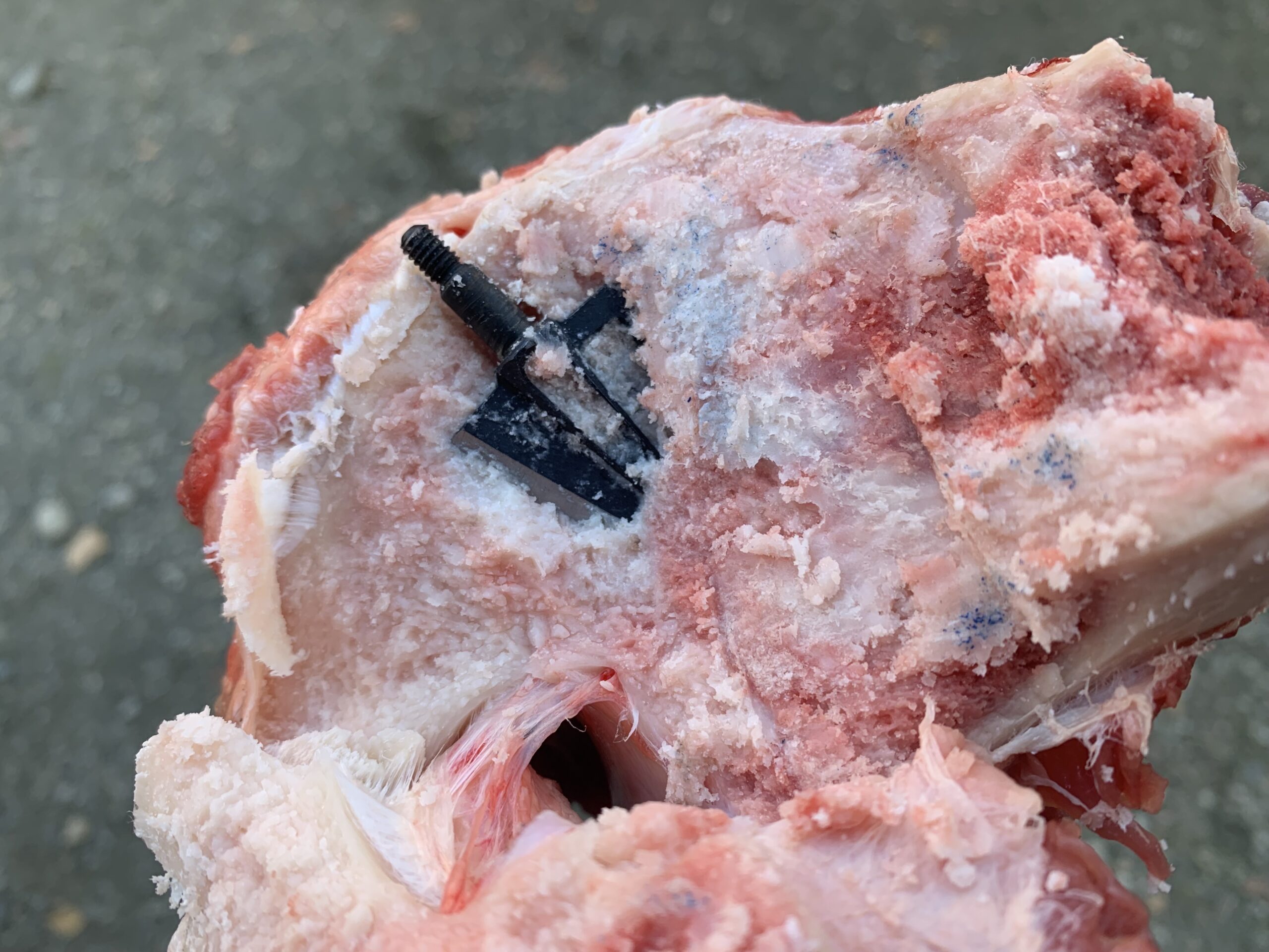 rms gear cutthroat in moose leg bone