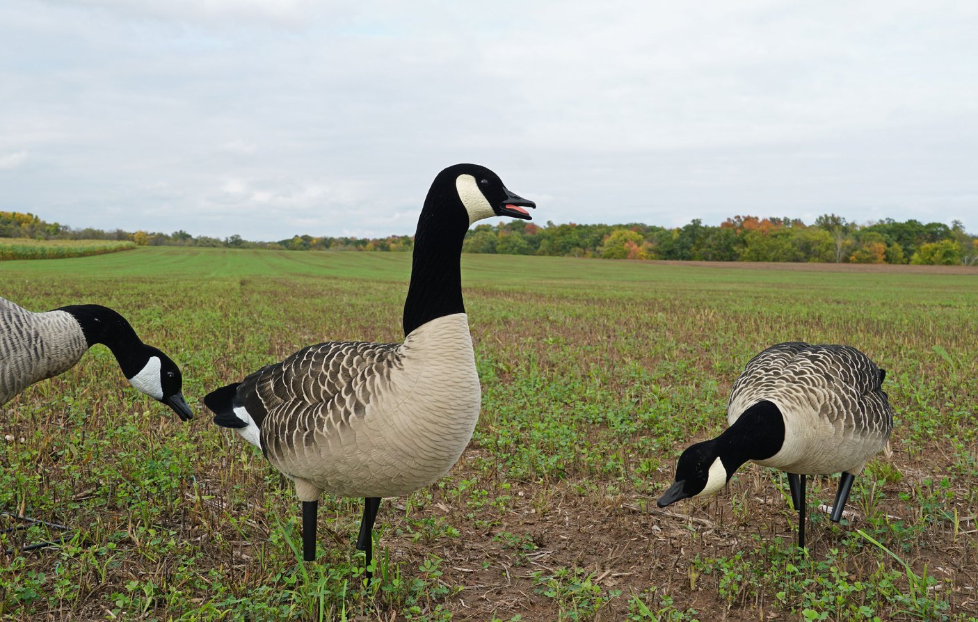 Best Goose Decoys of 2024 Outdoor Life