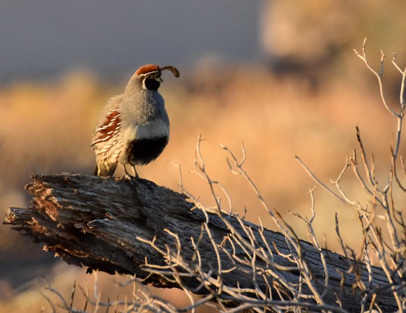 O’Connor at the Border: A Short-Lived Hot Spot for Hunting Gambel's Quail