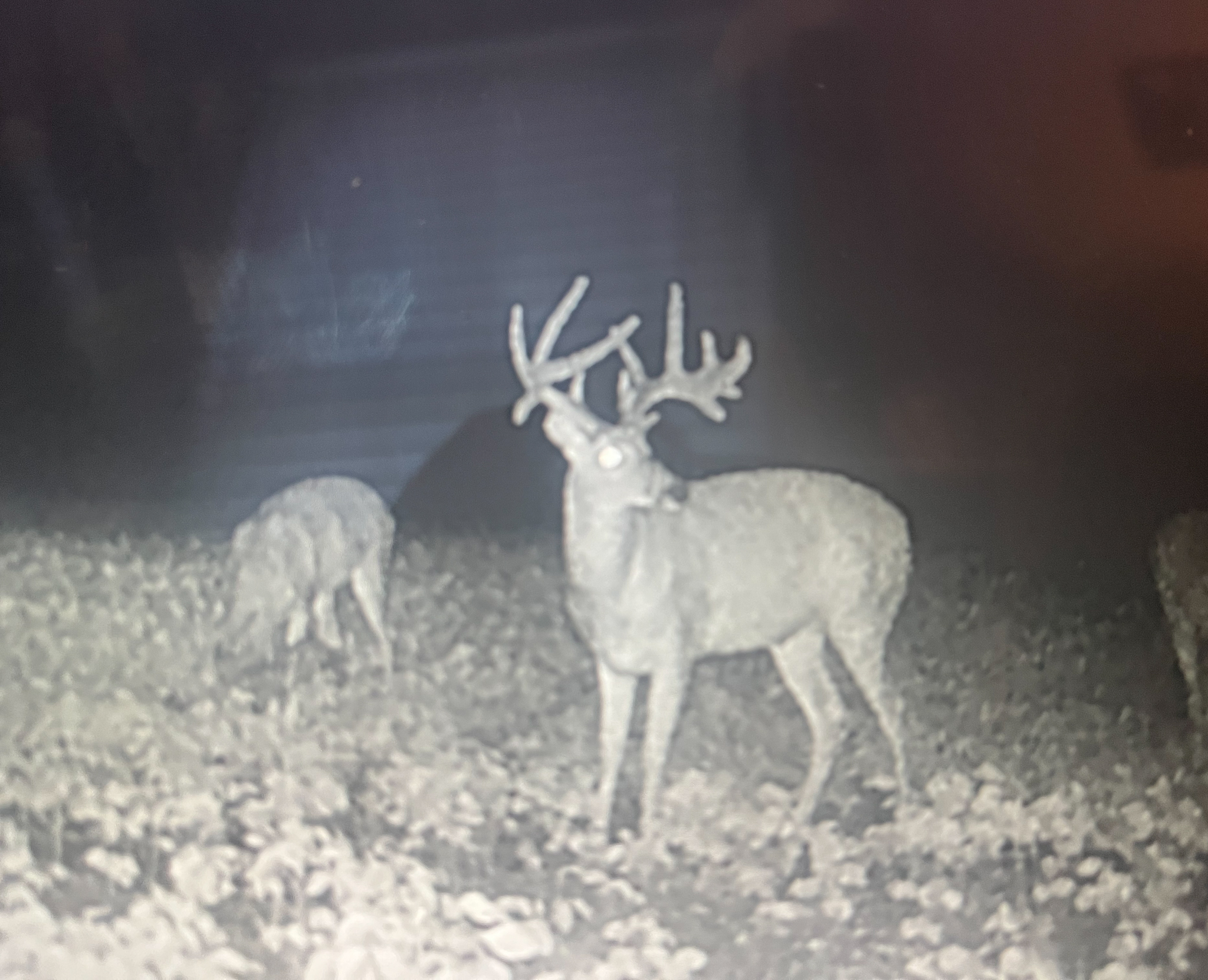 A buck on trail camera in velvet with droptines.
