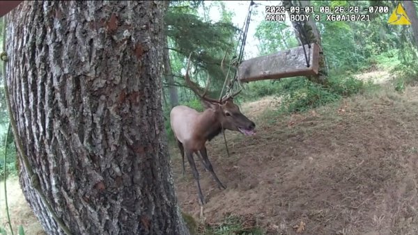 Watch: Police Officer Nearly Gored While Freeing Bull Elk from Swing
