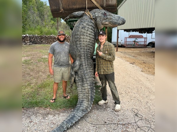 Louisiana Guides Wrangle 14-Foot Gator After It Breaks 1,000-Pound Line