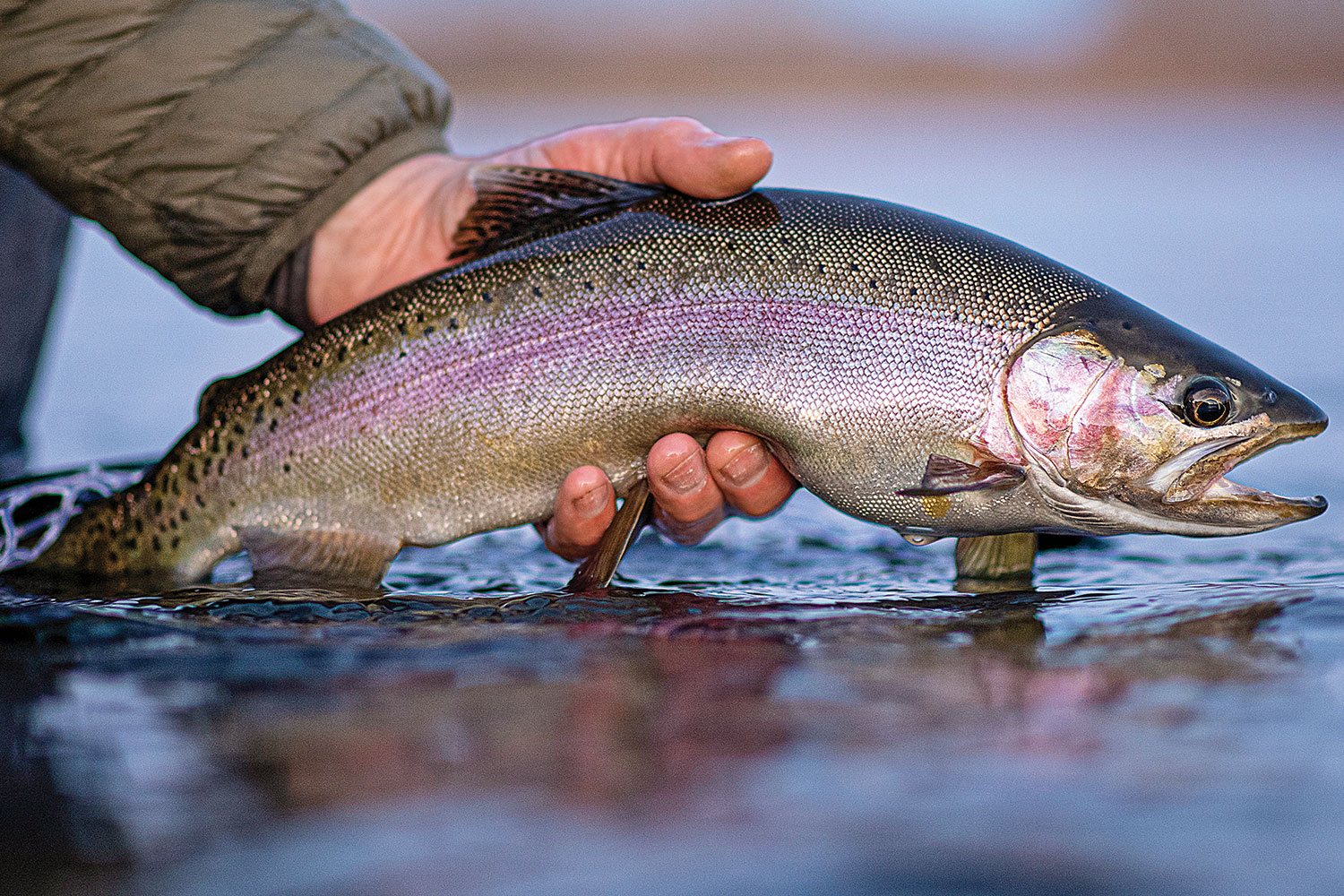 closeup of rainbow trout being held just above the river water