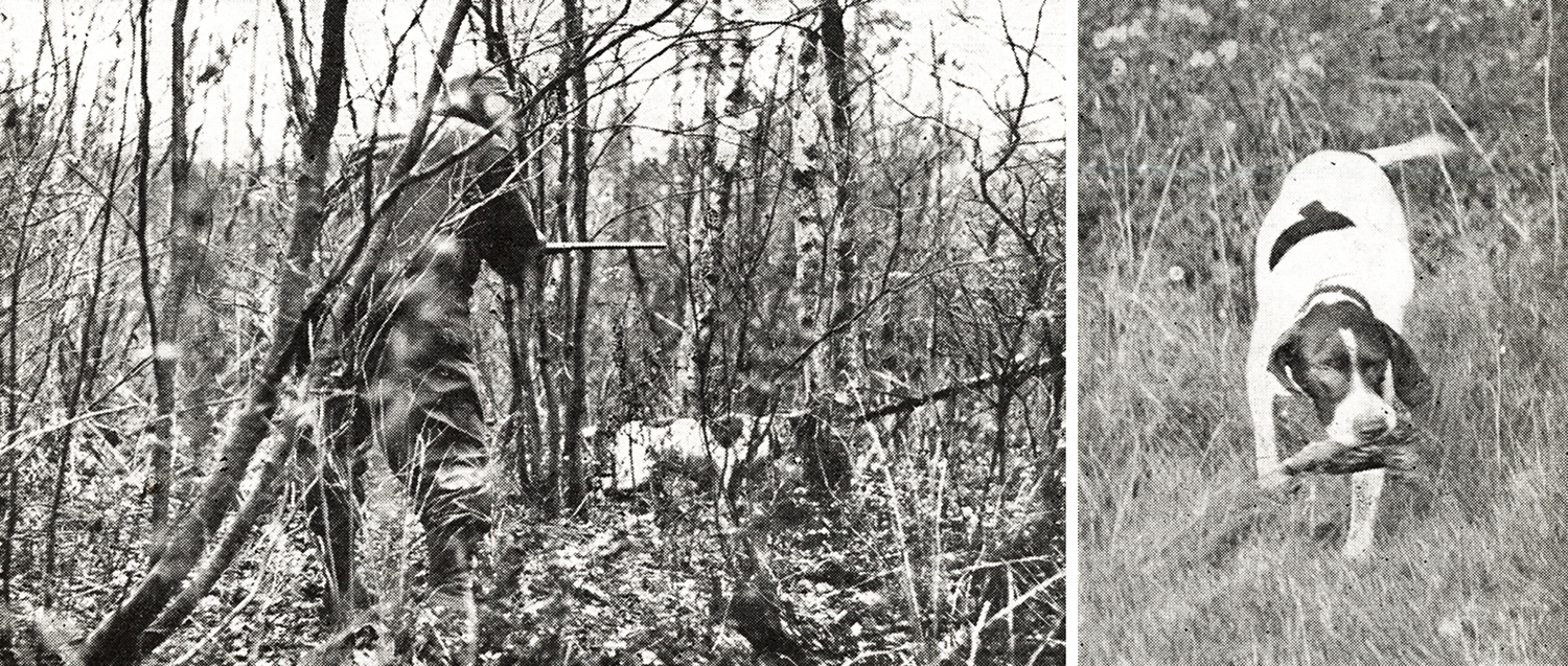 hunter walks through woods towards dog on point; pointer carries bird in mouth