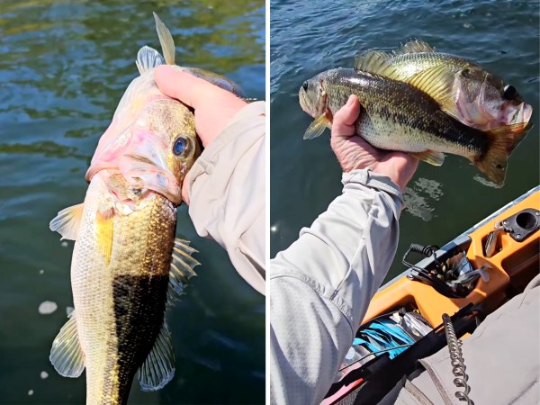 Watch: Kayak Angler Finds a Big Bass Choking on a Smaller One